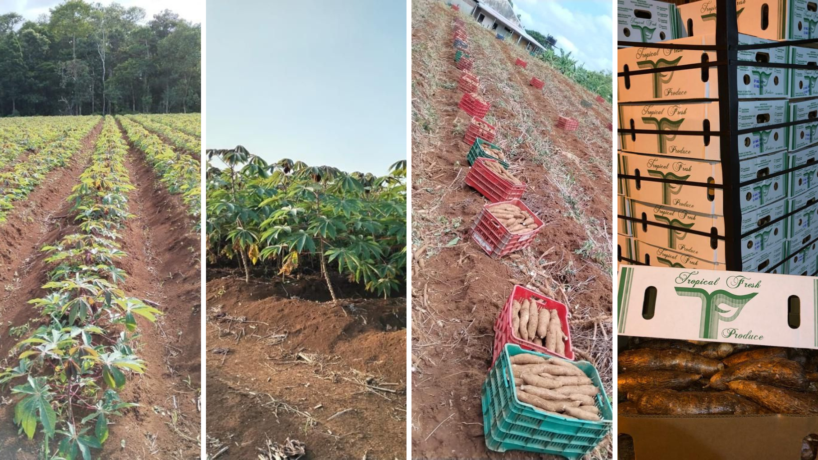 A series of photos showing different stages in the process of growing potatoes.