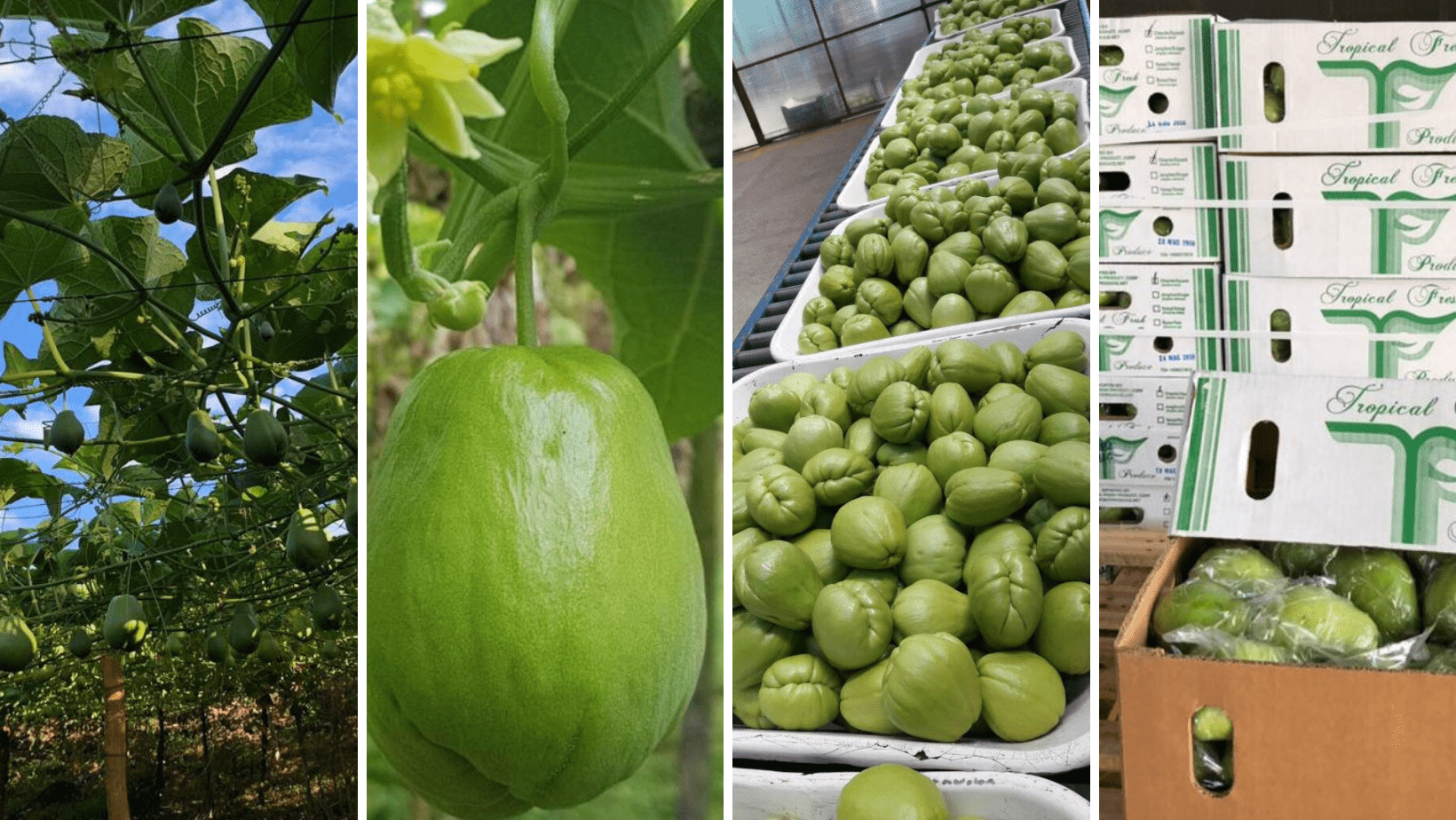 A series of photos showing different fruits and vegetables.