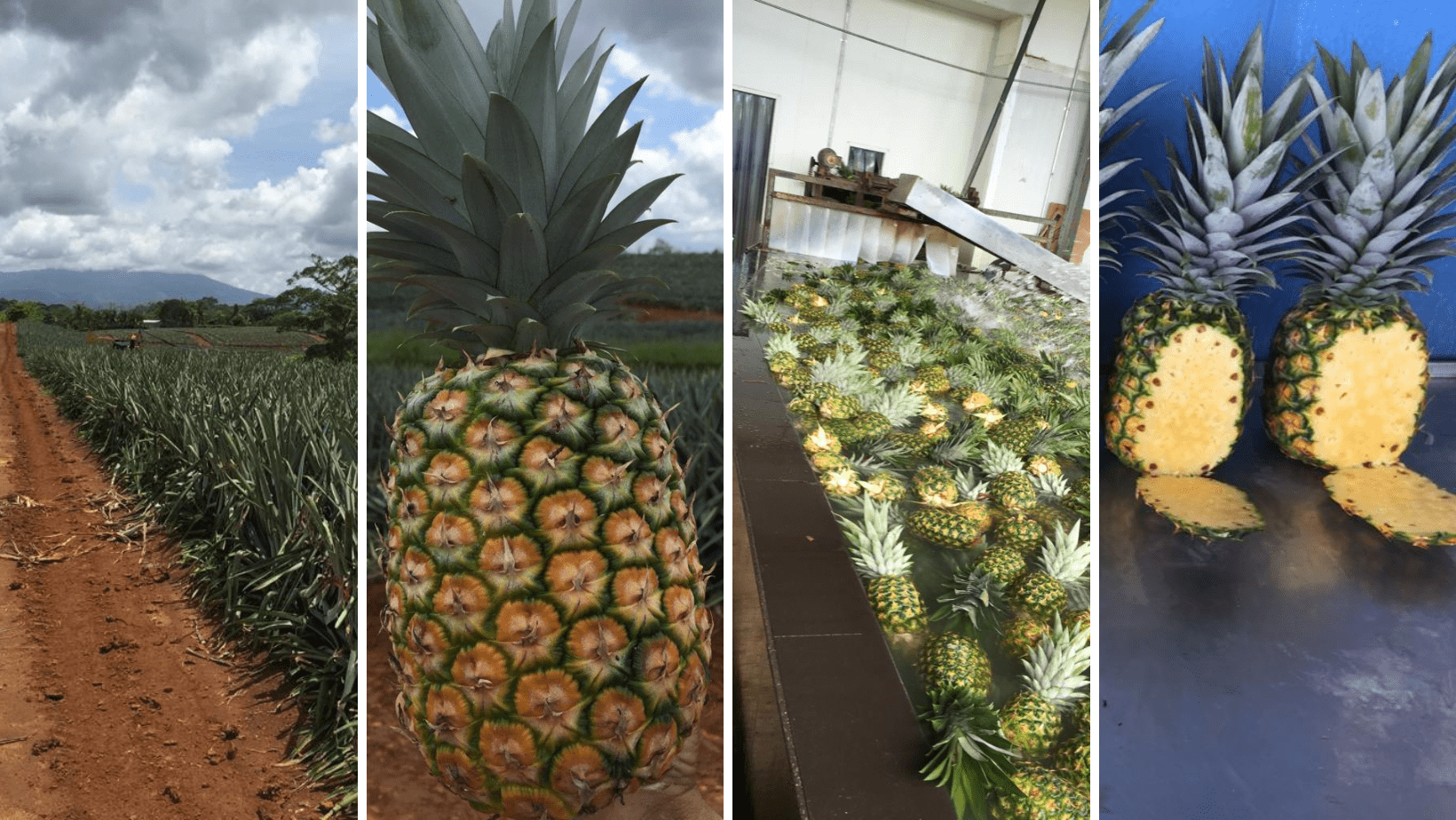 A bunch of pineapples are in the middle of a field