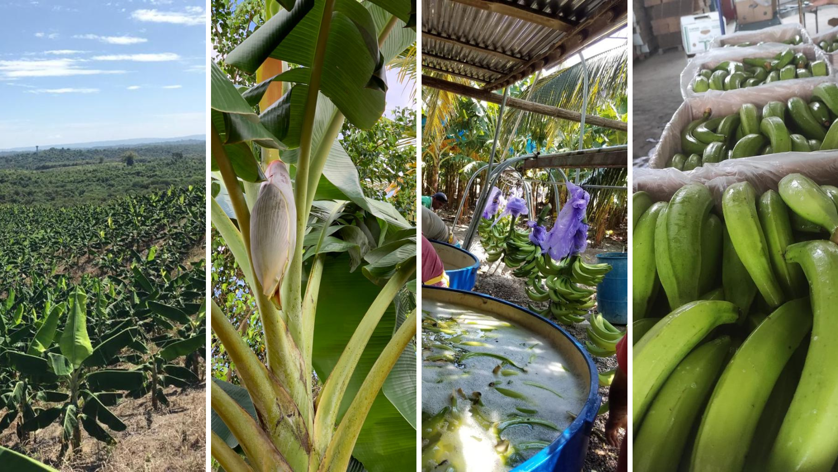 A collage of pictures with bananas and trees.