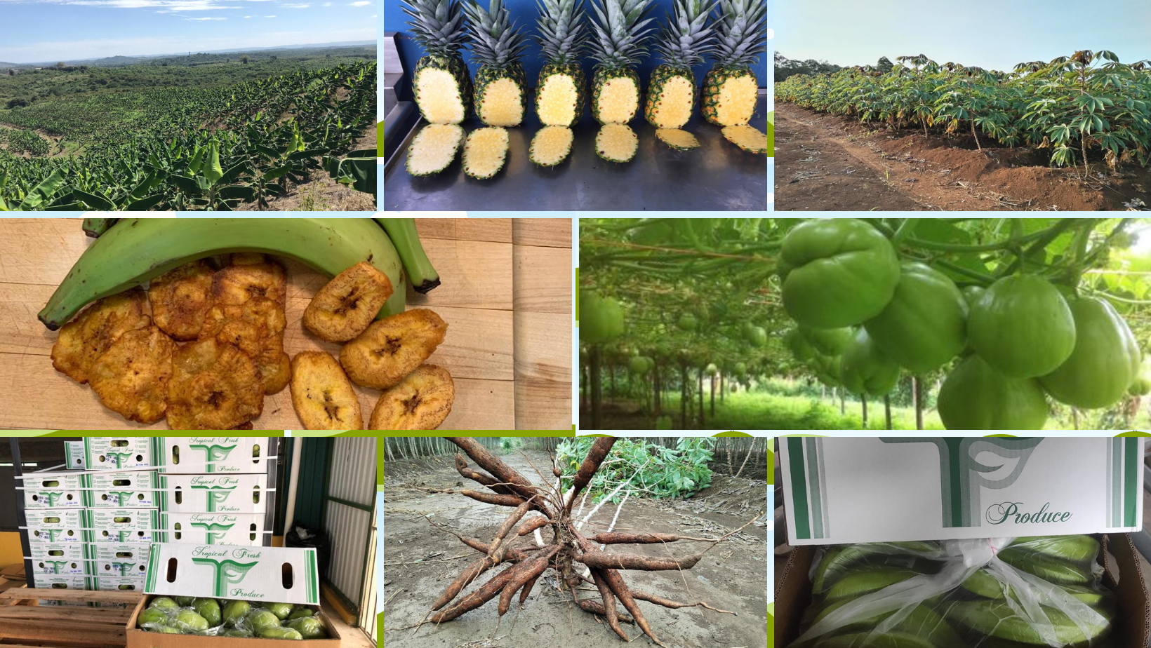 A collage of different pictures with various fruits.