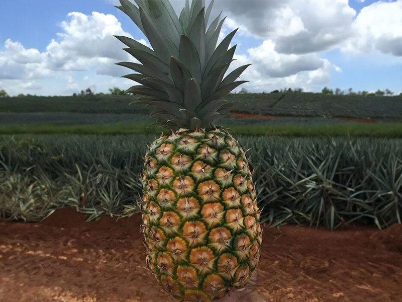 A pineapple is standing in the dirt.