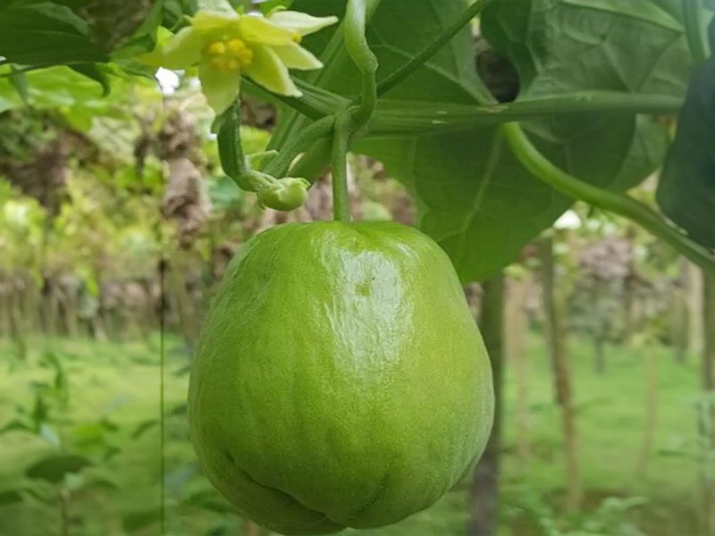 A green fruit hanging from the tree in front of some trees.